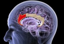 Китайський стартап Gestala розробляє неінвазивний інтерфейс мозок-комп’ютер за допомогою ультразвуку