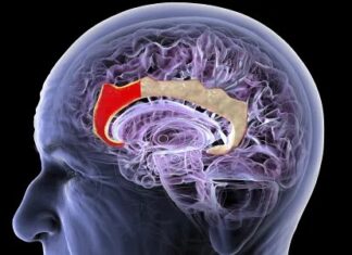 La startup china Gestala es pionera en una interfaz cerebro-computadora no invasiva que utiliza ultrasonido