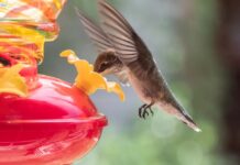 Технології та Рітейл: Огляд Знижок, Гаджетів та Майбутнього ІІ